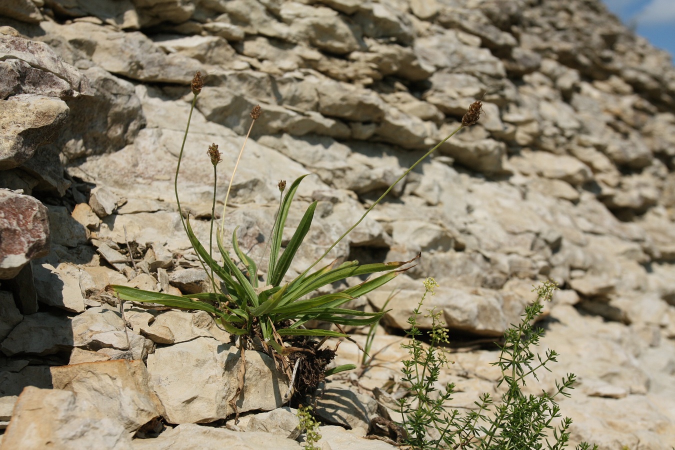 Image of Plantago lanceolata specimen.