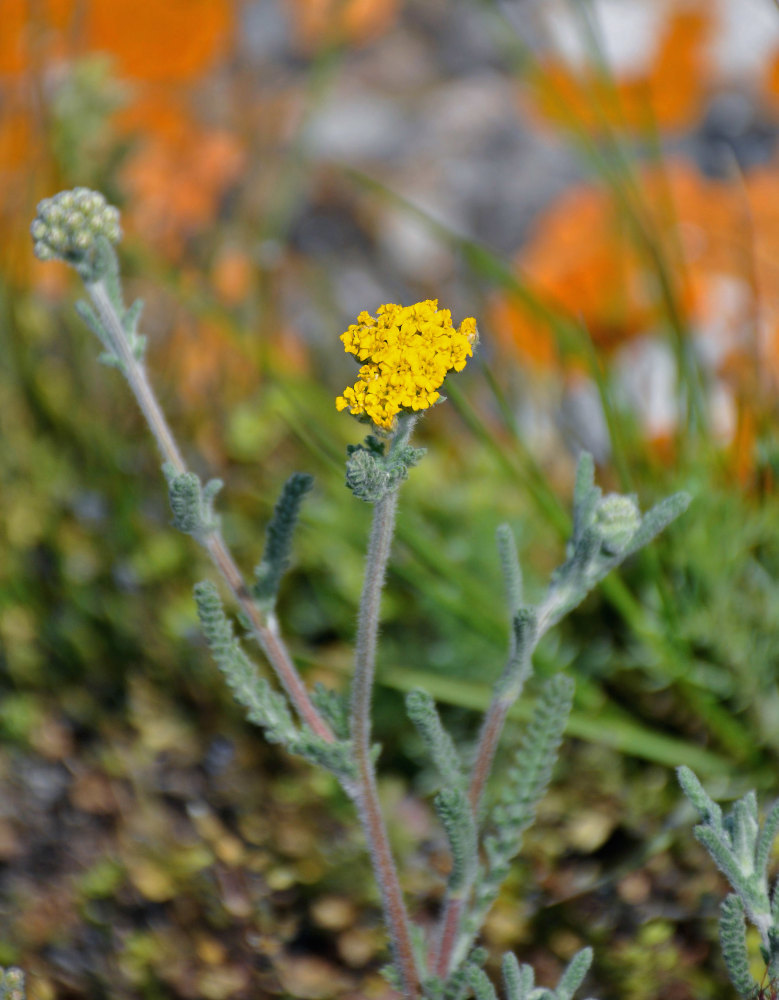 Image of Achillea taurica specimen.