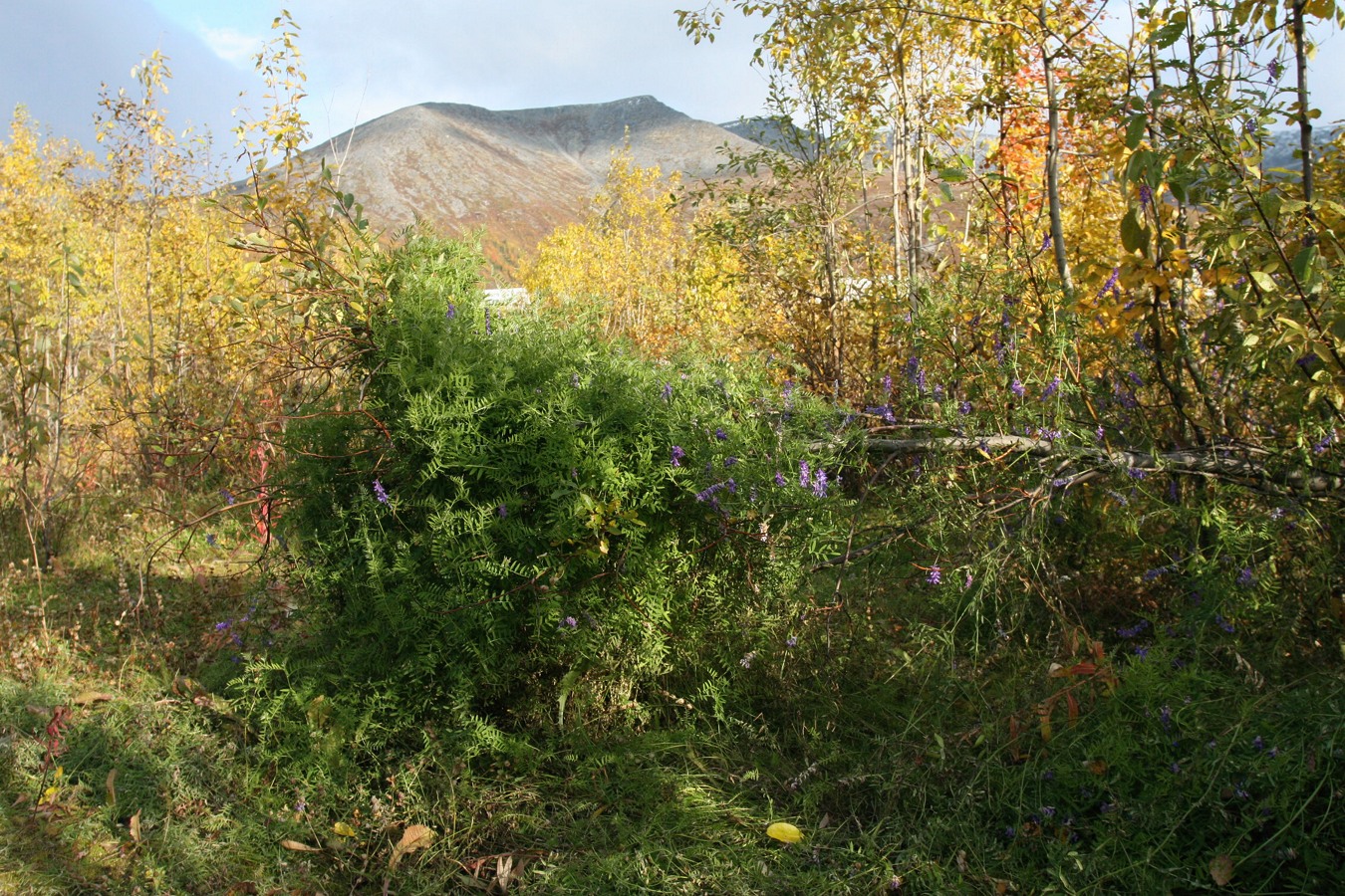 Image of Vicia cracca specimen.