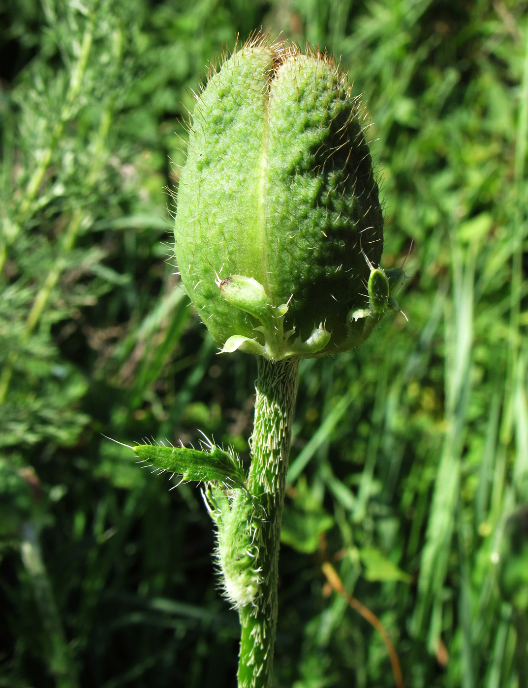 Изображение особи Papaver setiferum.