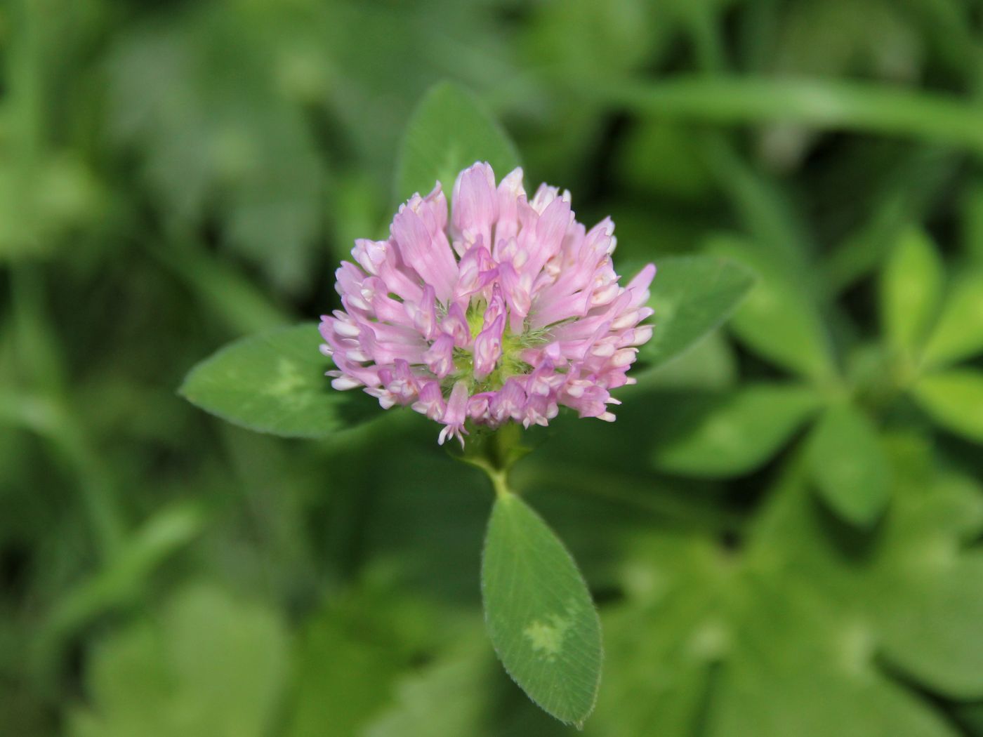 Изображение особи Trifolium pratense.