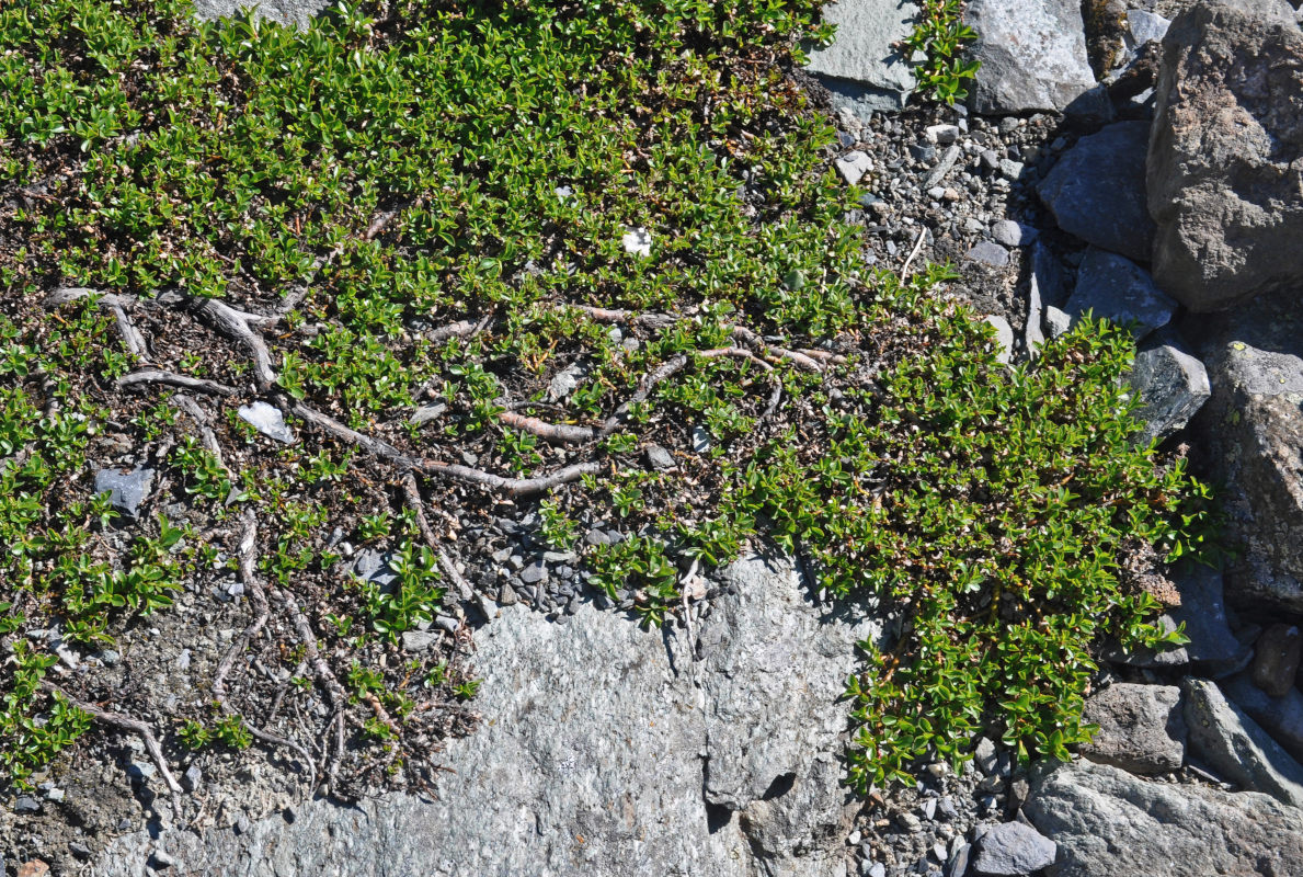 Image of Salix brayi specimen.