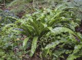 Phyllitis scolopendrium. Спороносящее растение. Москва, Аптекарский огород, теневой сад, в культуре. 03.09.2021.