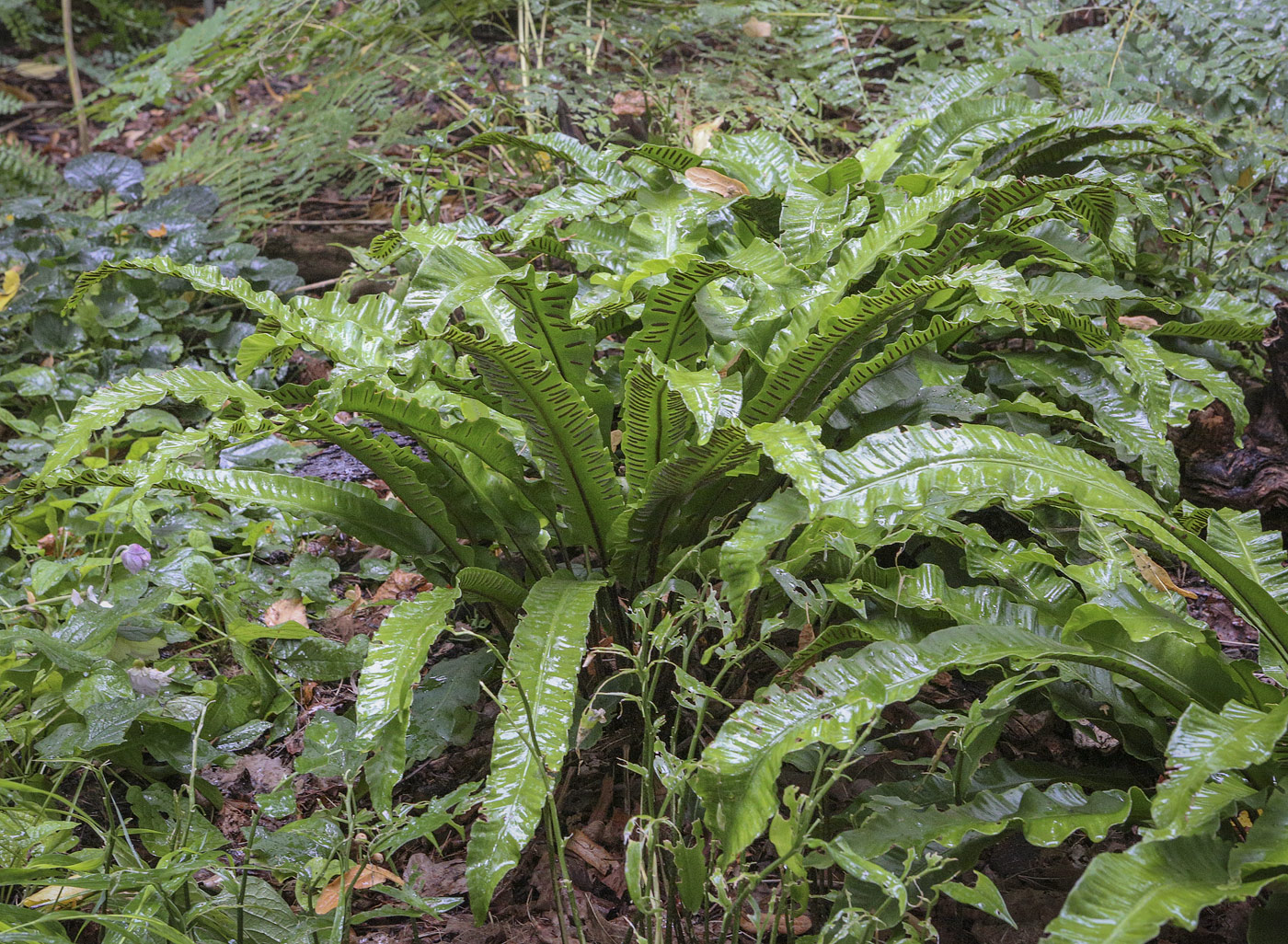 Изображение особи Phyllitis scolopendrium.