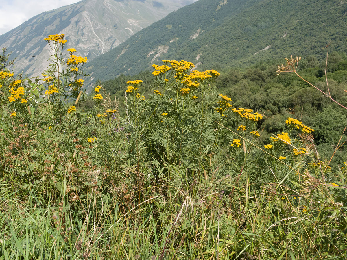 Image of Tanacetum vulgare specimen.