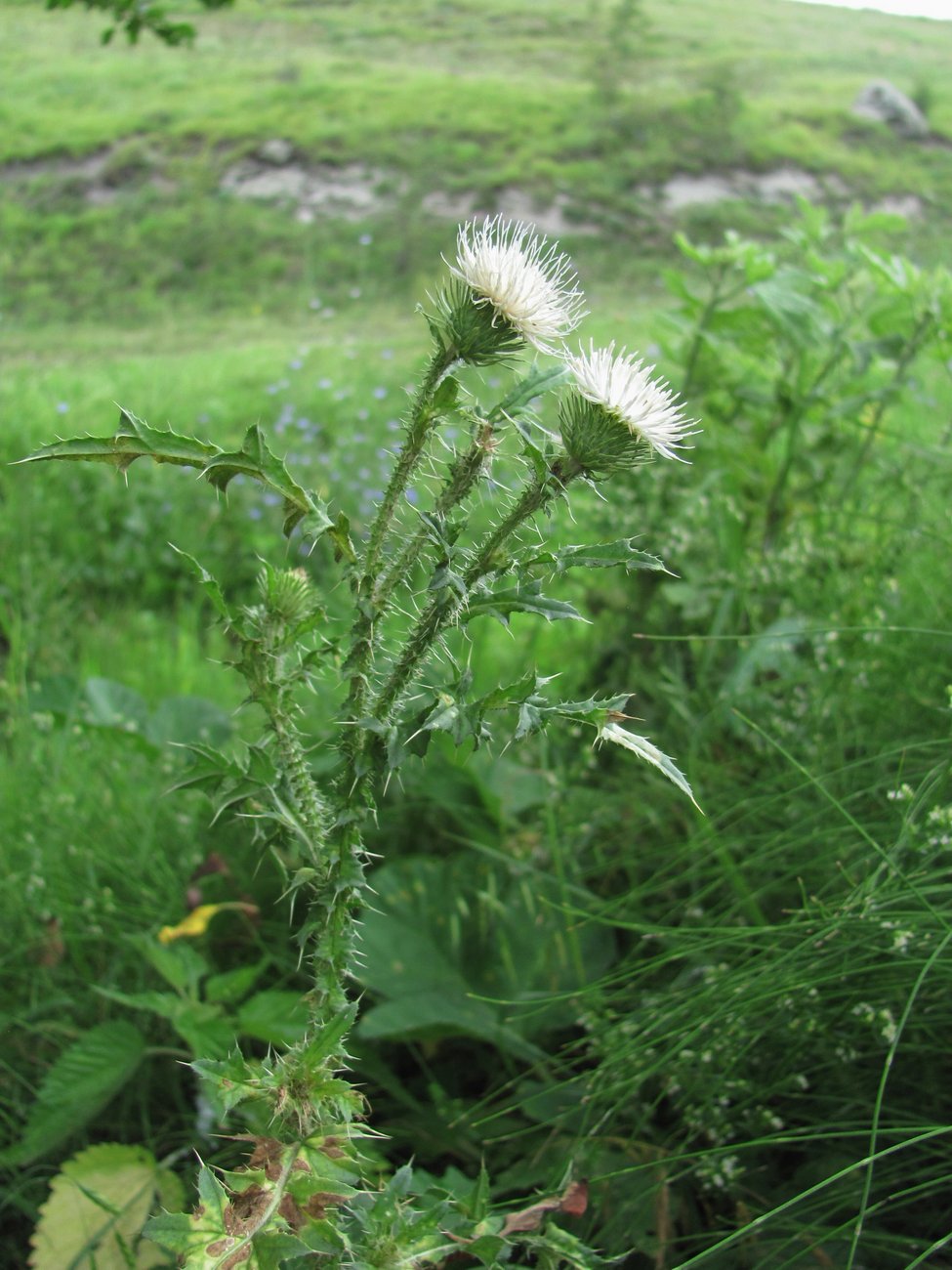 Изображение особи Carduus acanthoides.