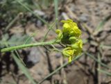 Sisymbrium lipskyi