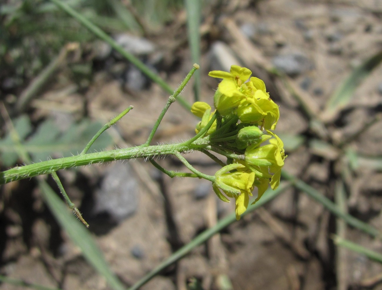 Image of Sisymbrium lipskyi specimen.