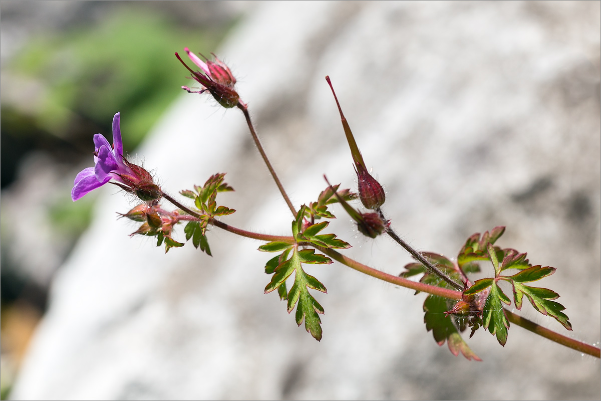 Изображение особи Geranium robertianum.