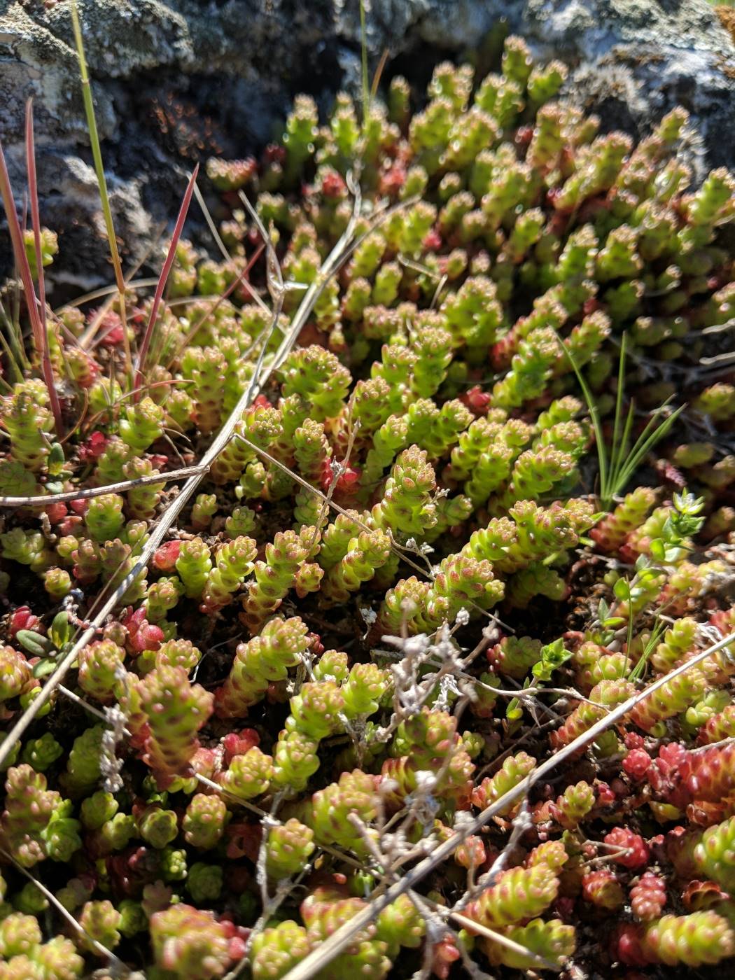 Image of Sedum acre specimen.