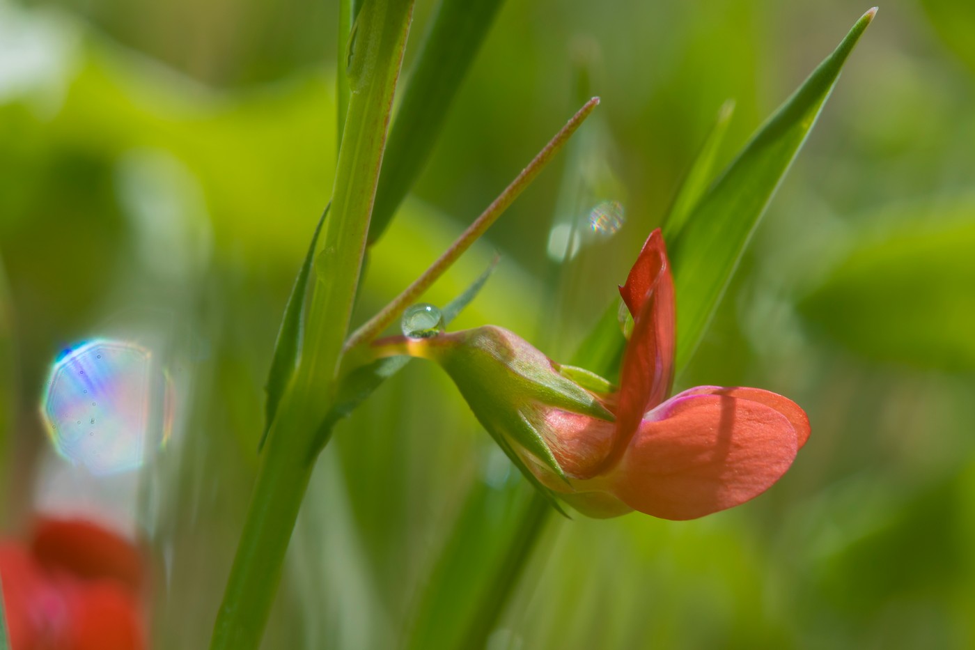 Изображение особи Lathyrus sphaericus.