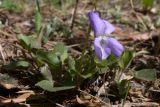 Viola rupestris