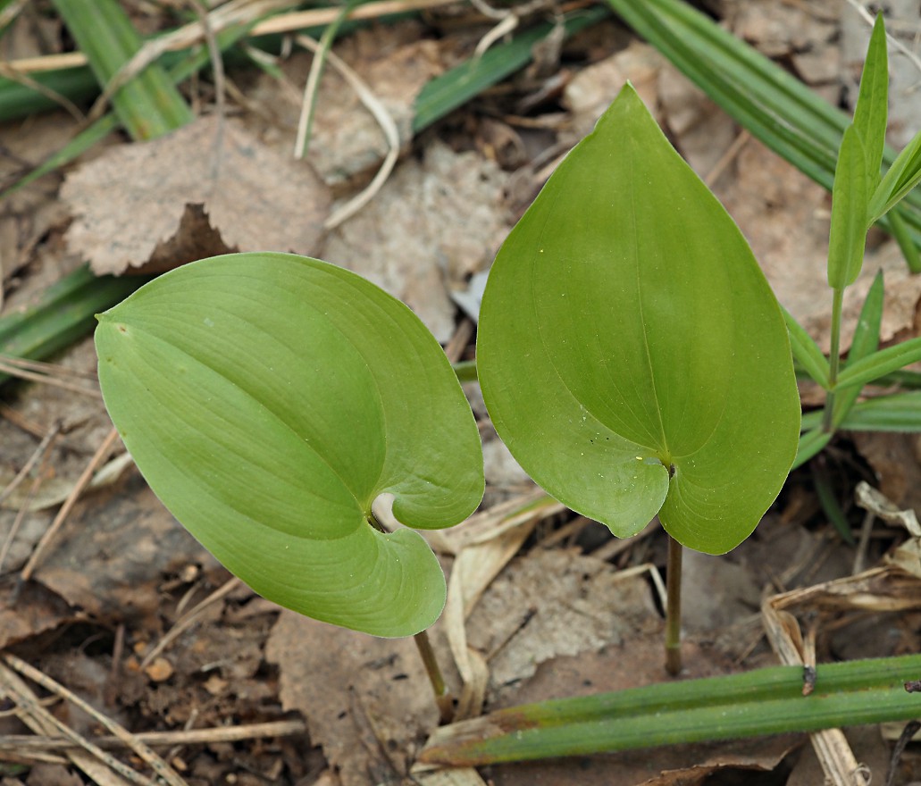 Image of Maianthemum bifolium specimen.