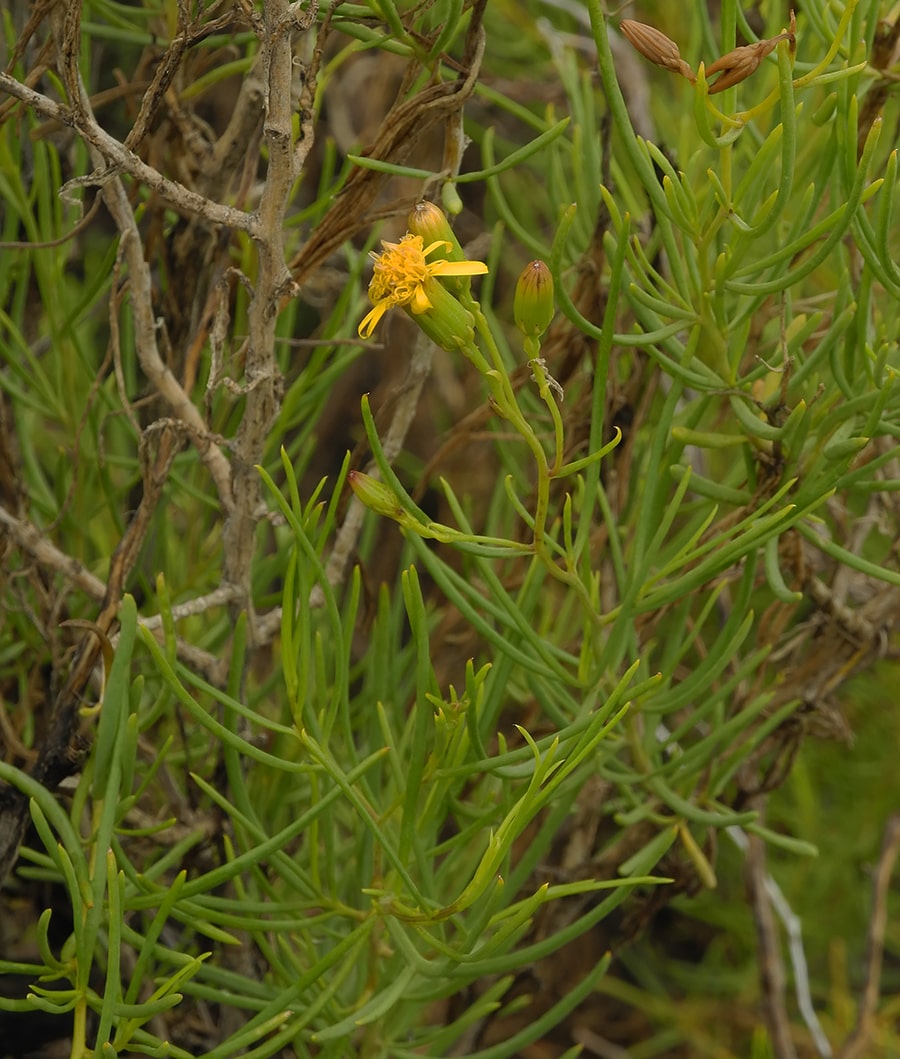 Изображение особи Senecio pinnatus.