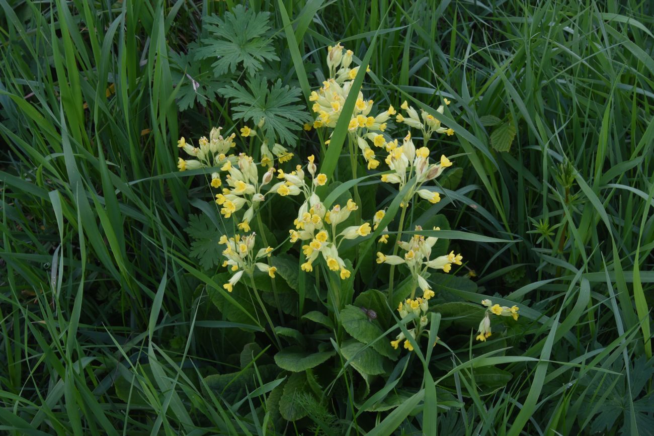 Image of Primula veris specimen.