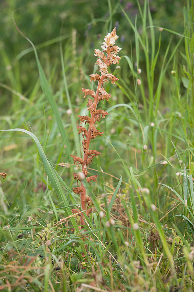 Изображение особи Orobanche crenata.