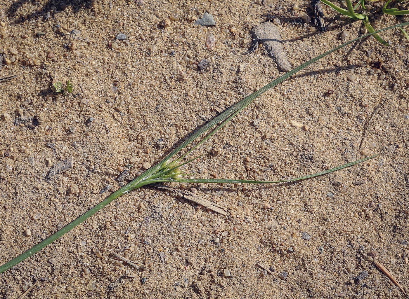 Image of Juncus compressus specimen.