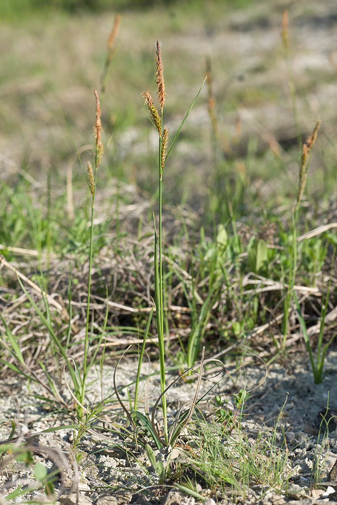 Изображение особи Carex cuspidata.