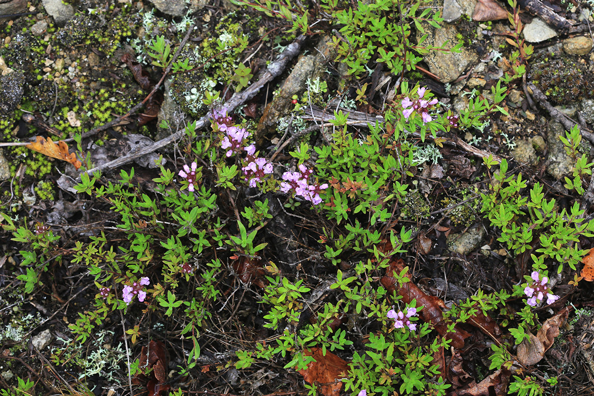 Image of Thymus urussovii specimen.