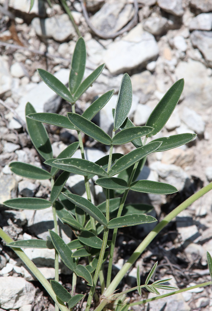 Image of Hedysarum daghestanicum specimen.