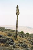 Lobelia rhynchopetalum. Цветущее растение. Эфиопия, провинция Амхара, аураджа Сымен, национальный парк \"Simien Mountains\". 15.02.2006.