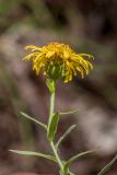 genus Inula. Верхушка растения с соцветием. Краснодарский край, Пшадский сельский округ, окр. с. Криница, ущ. Грекова щель, сосновый лес на склоне горы. 09.07.2022.