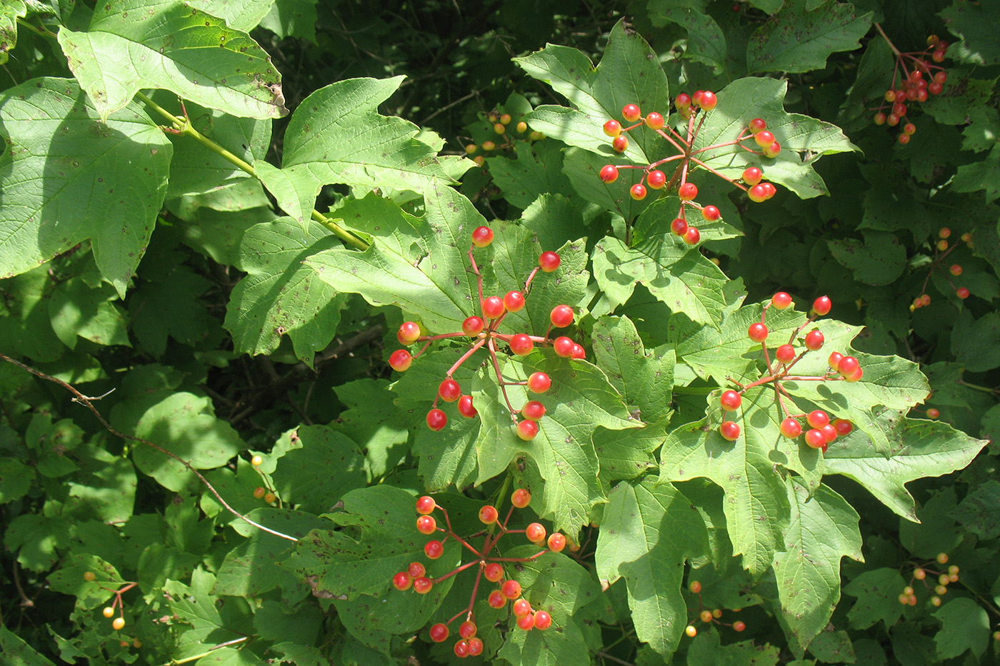 Изображение особи Viburnum opulus.