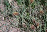 Calamagrostis anthoxanthoides