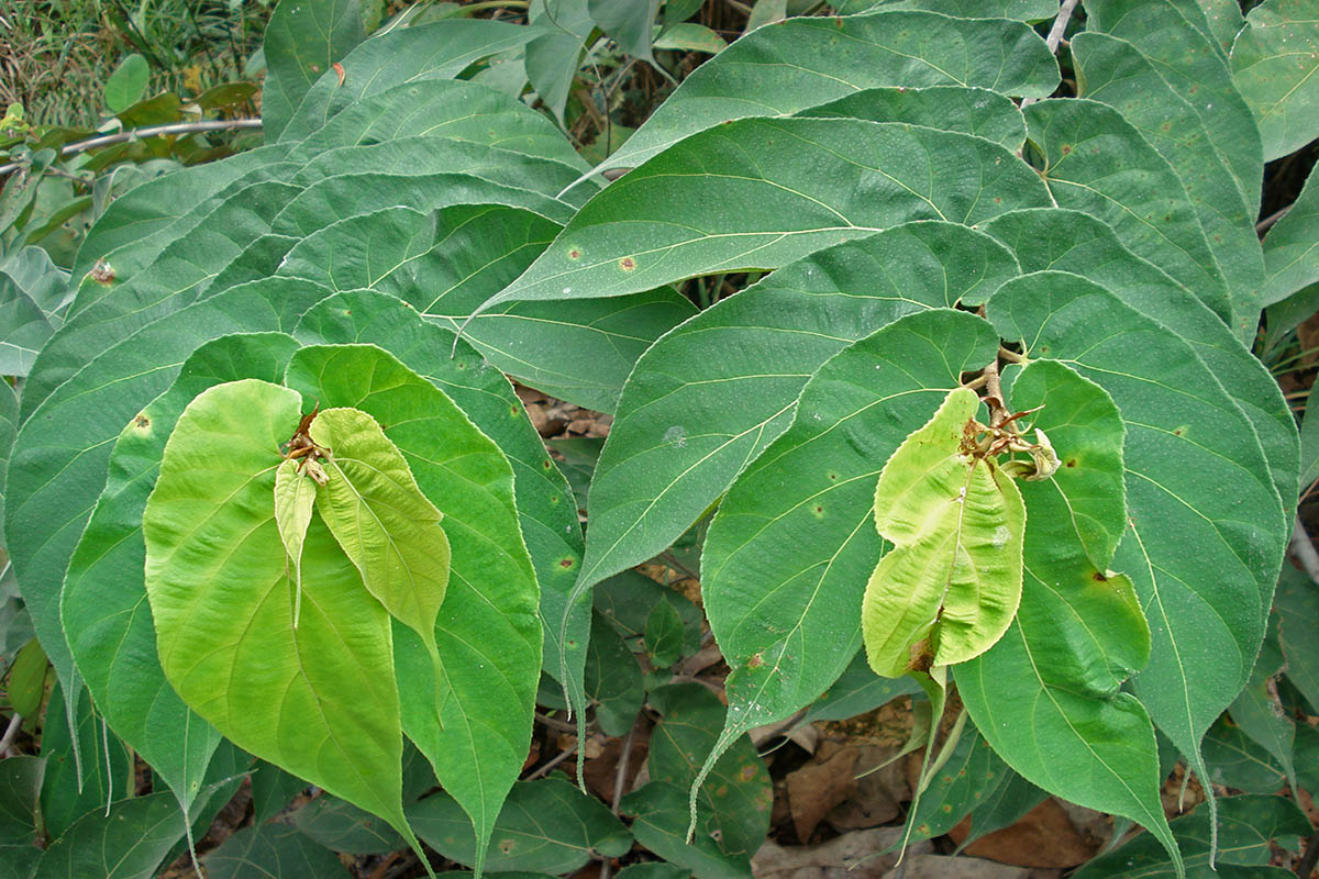 Image of Commersonia bartramia specimen.