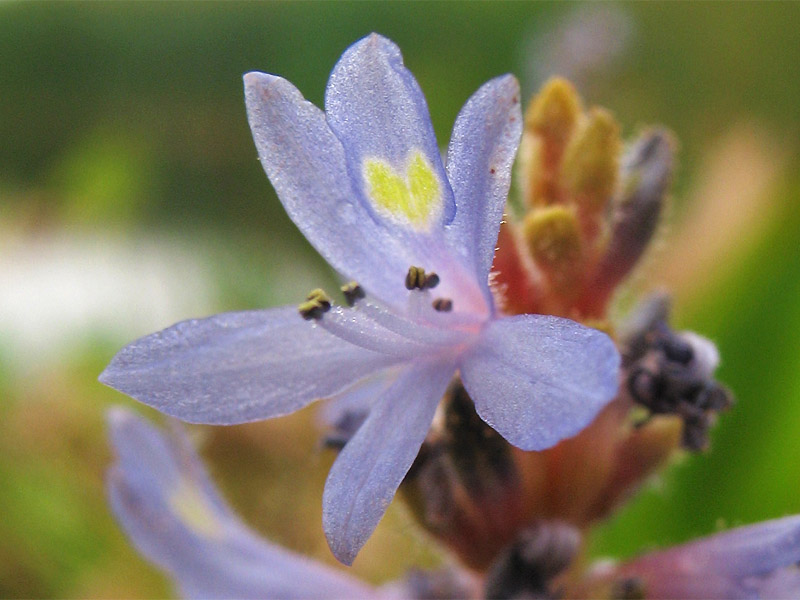 Изображение особи Pontederia cordata.