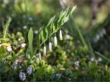 Polygonatum odoratum. Верхушка цветущего растения; на переднем плане - цветущая брусника (Vaccinium vitis-idaea). Карелия, Ладожское озеро, северо-западный берег о. Селькямарьянсаари, опушка смешанного леса с преобладанием сосны (Pinus sylvestris), берёзы (Betula) и рябины (Sorbus aucuparia). 14.06.2021.