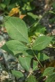 Klasea quinquefolia
