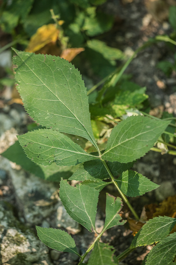 Изображение особи Klasea quinquefolia.