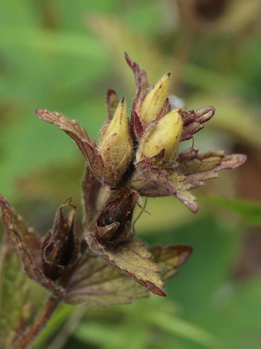 Image of Bartsia alpina specimen.