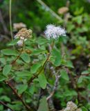 Spiraea betulifolia