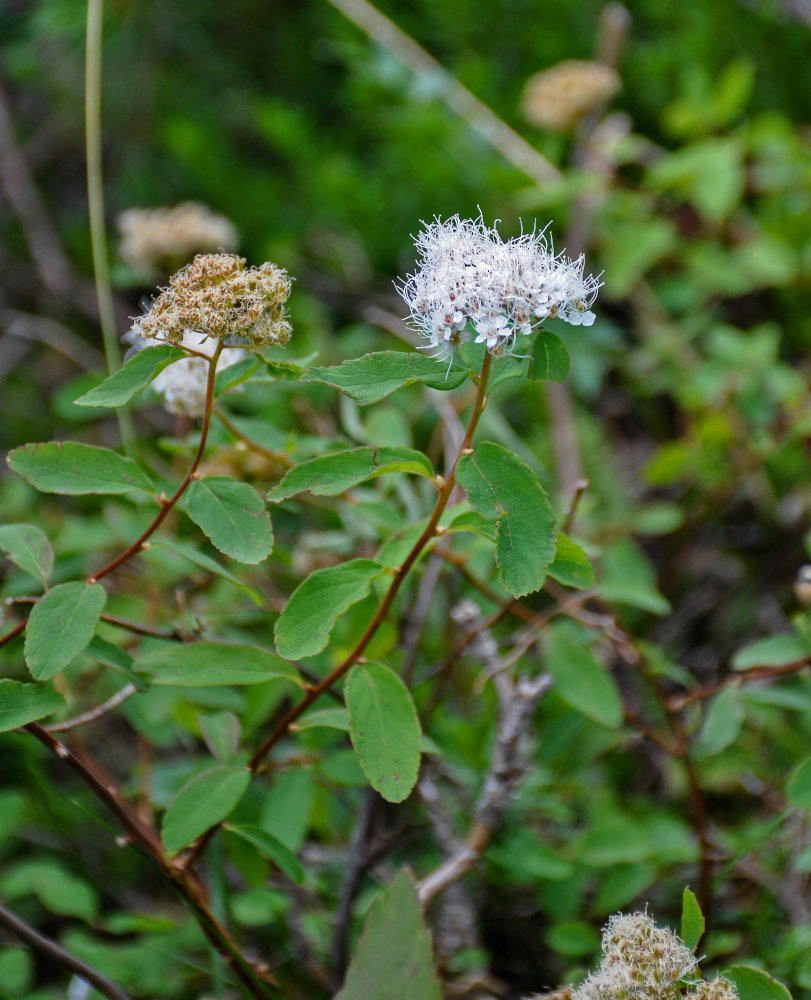 Image of Spiraea betulifolia specimen.