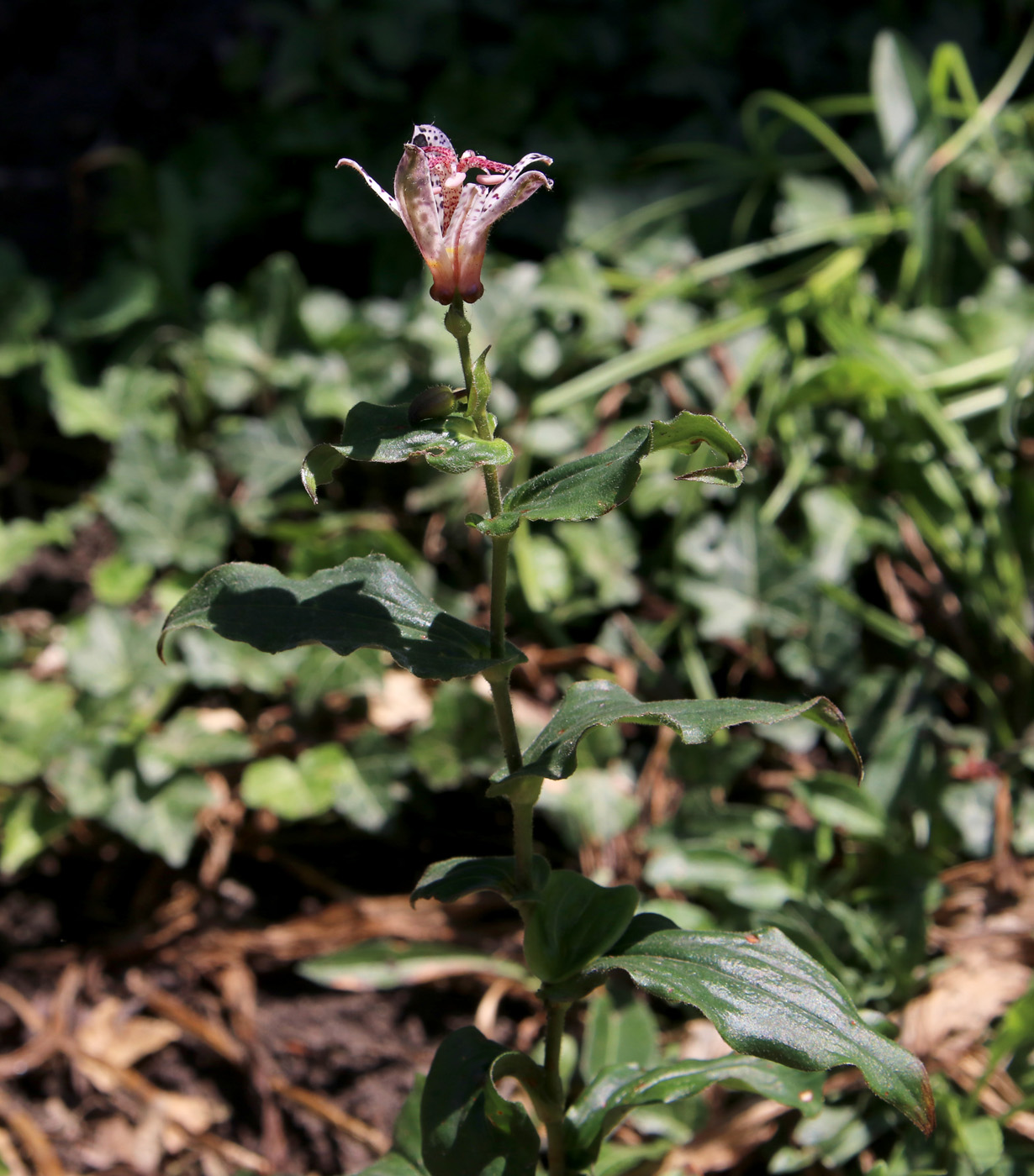 Изображение особи Tricyrtis hirta.