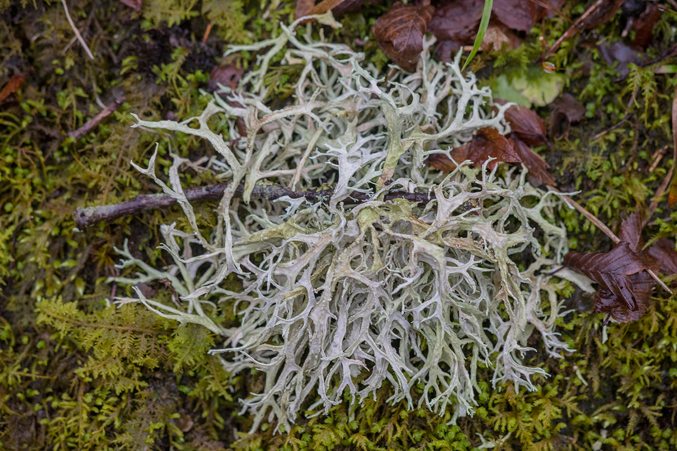 Изображение особи Evernia prunastri.