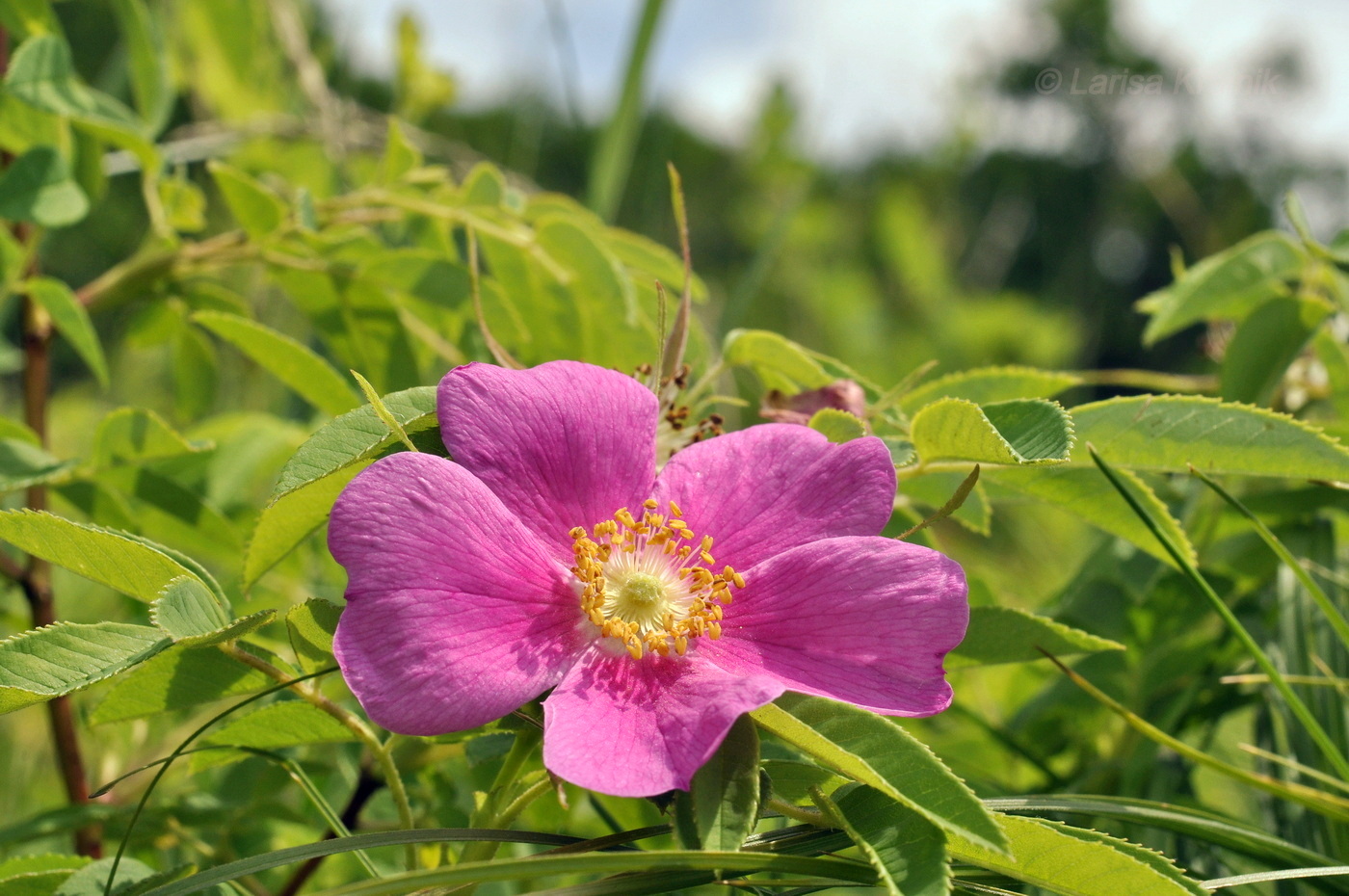 Image of Rosa davurica specimen.