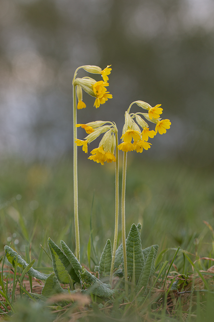 Image of Primula macrocalyx specimen.