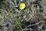 genus Papaver