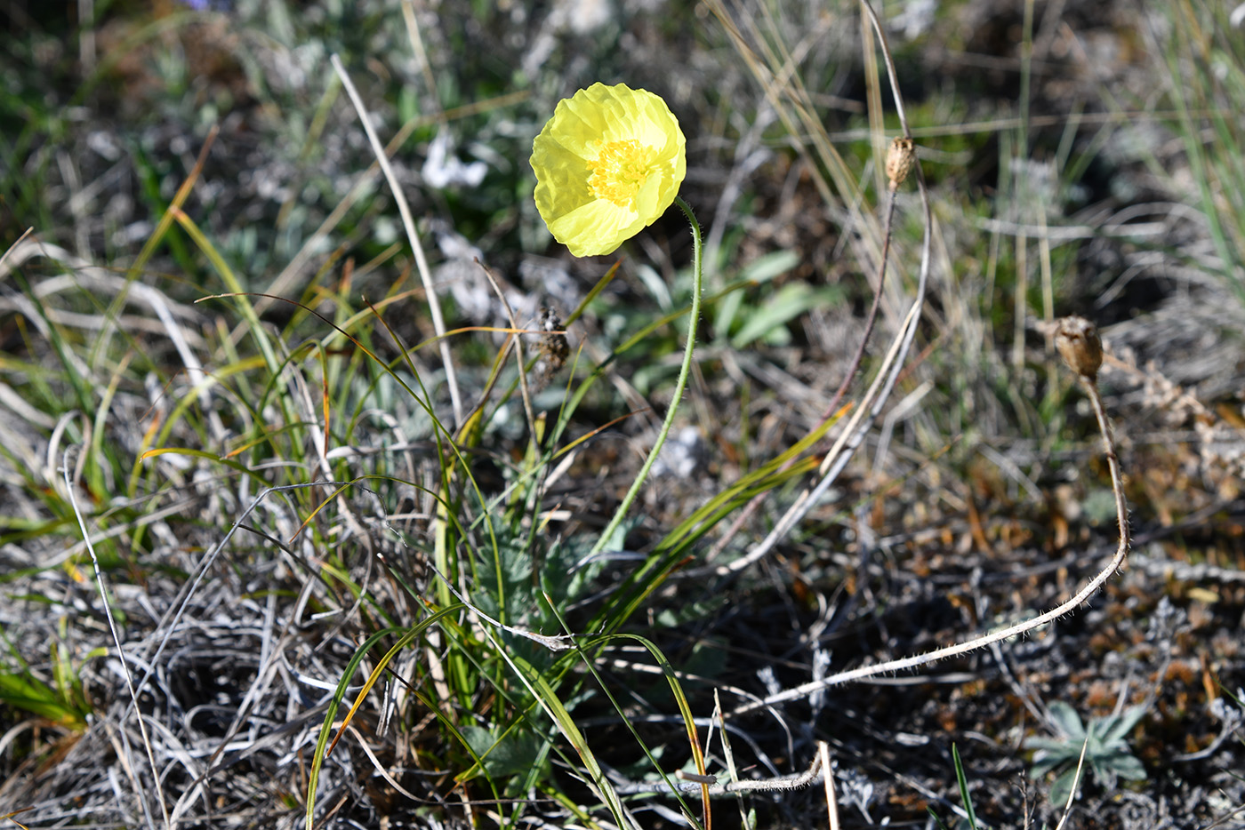 Изображение особи род Papaver.