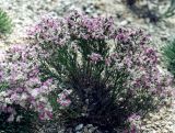 Limonium cretaceum