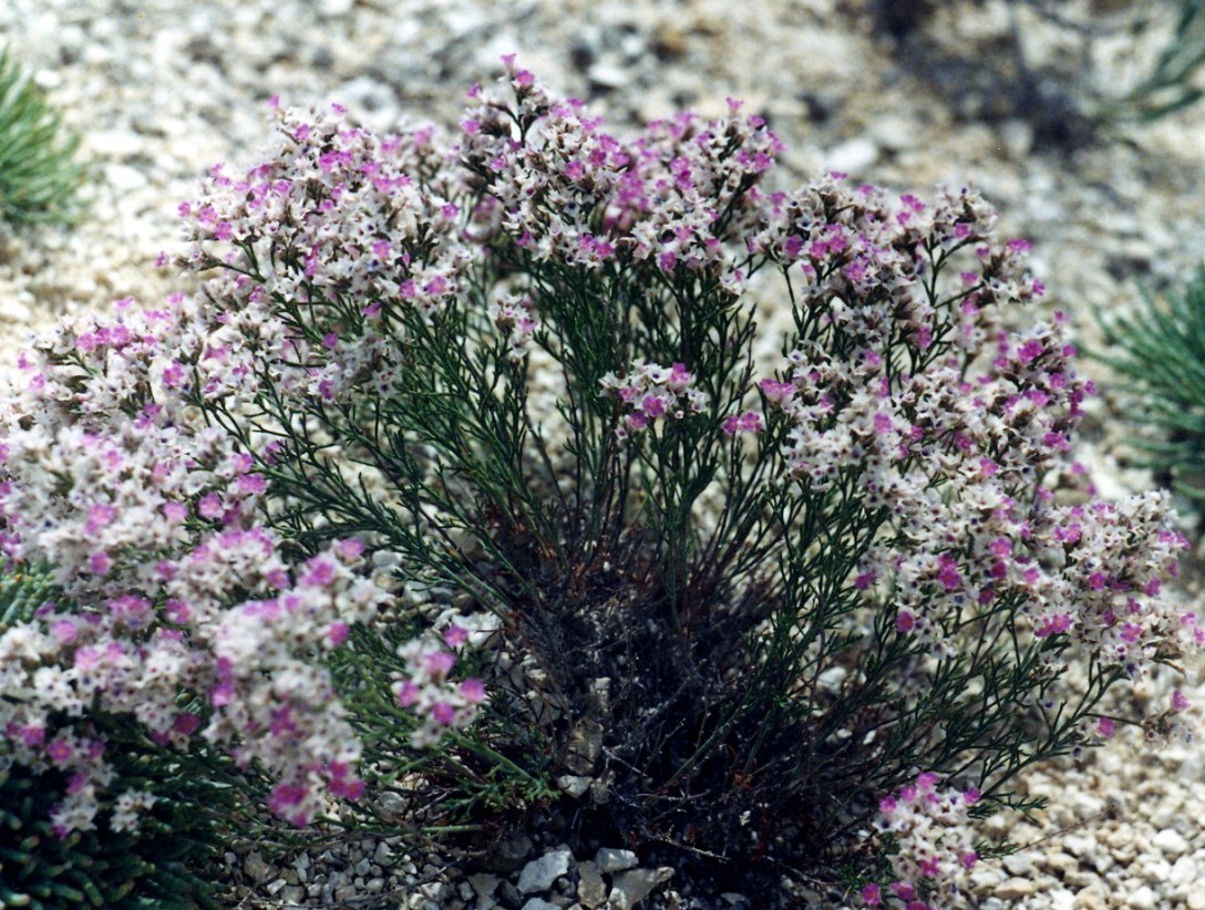 Изображение особи Limonium cretaceum.
