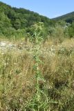 Cirsium ciliatum. Цветущее растение. Республика Адыгея, окраина пос. Каменномостский, ур. Холодное, луг. 31 июля 2022 г.