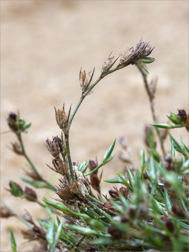 Изображение особи Juncus ambiguus.