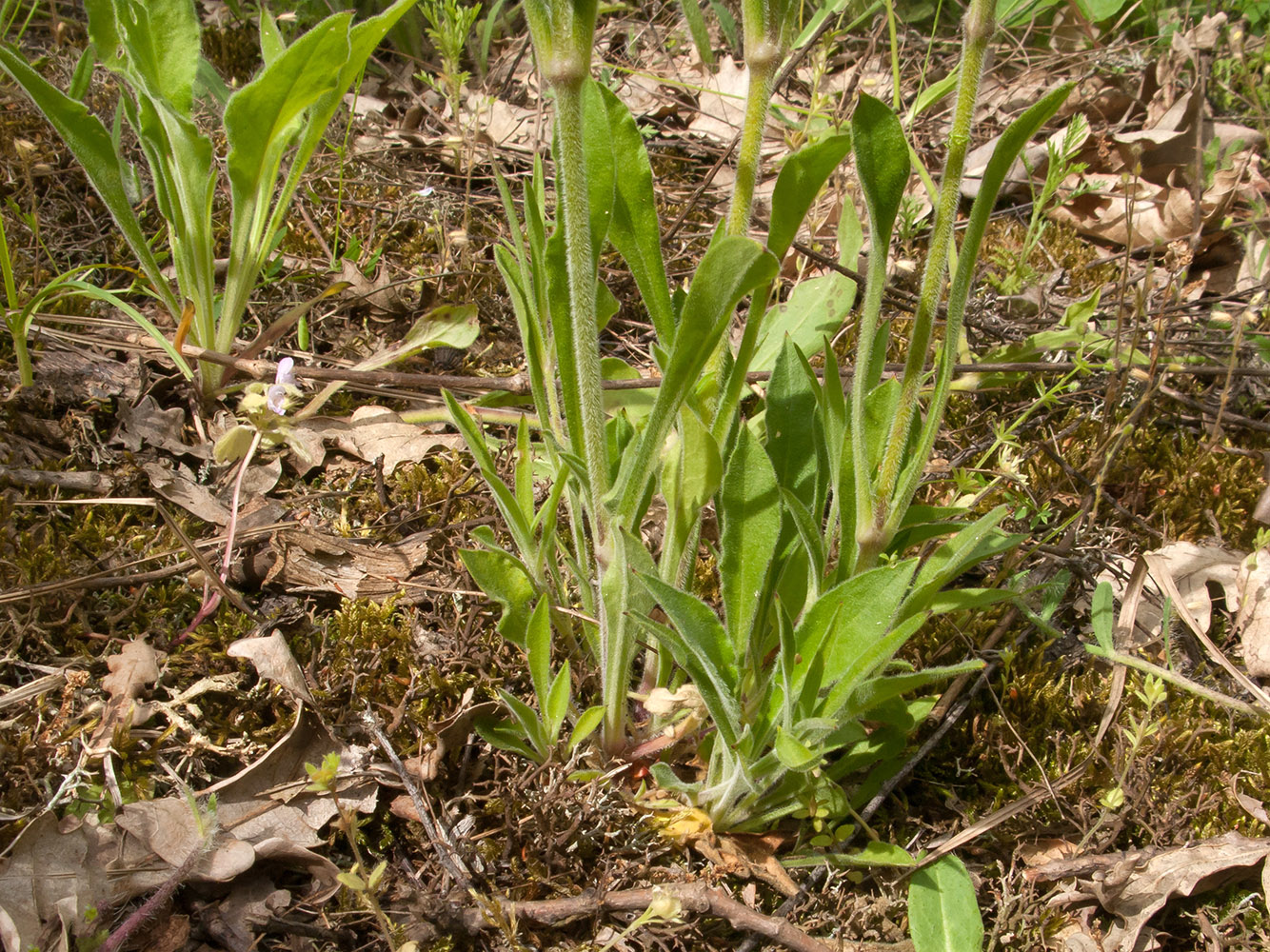 Изображение особи Silene italica.