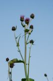 род Cirsium. Соцветие. Пермский край, Чусовской городской округ, окр. пос. Мыс, долина р. Усьва, заросший Poaceae берег. 9 июля 2022 г.