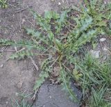 Rumex crispus