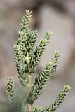 Hypericum scabrum